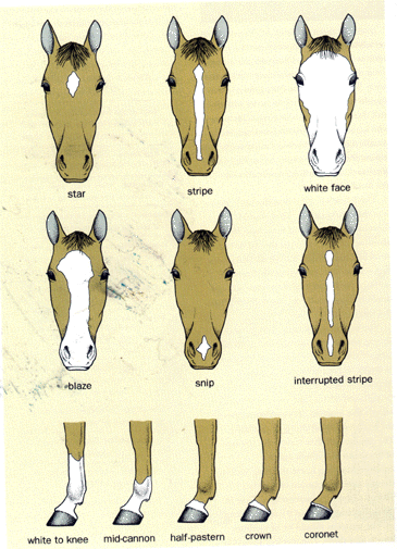 Anatomy of a Horse - keepcalmandrideon